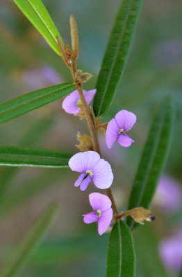Hovea sp