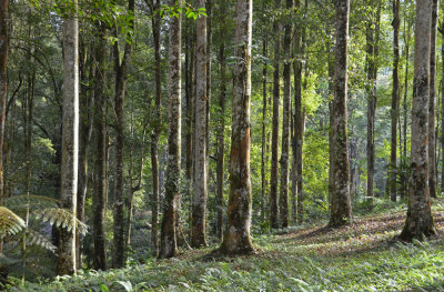 Kebun Raya Bali