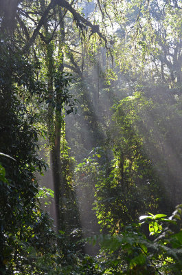 forest light