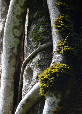 trunk and moss