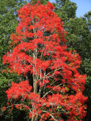 Flame Tree