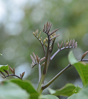 Claudie Tulipwood (Harpullia ramiflora)
