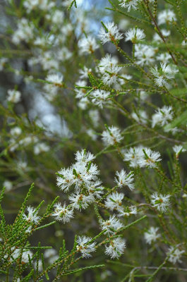 An Australian Christmas tree?
