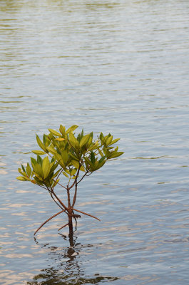 young mangrove