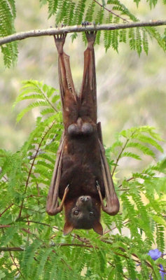 Little Red Flying-fox