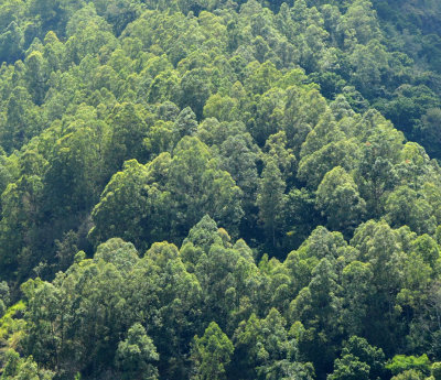 eucalypt forest