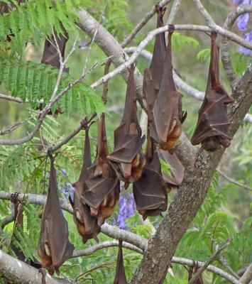 # flying-fox (2) #