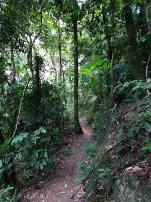 rainforest trail