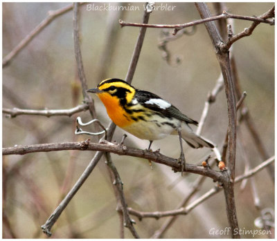 point_pelee