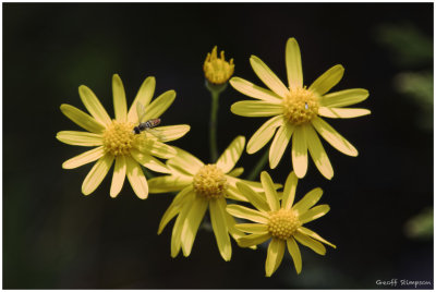 Ragwort