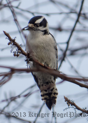 Downy Woodpecker (female) 3141.jpg