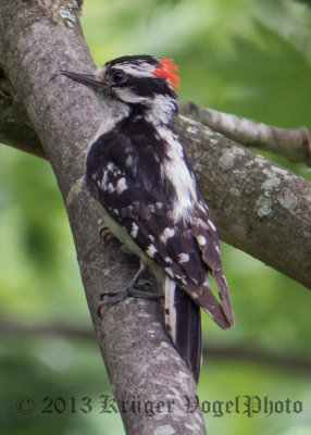 Downy Woodpecker (male) 0836.jpg