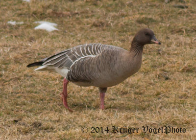 Pink-footed Goose (5)