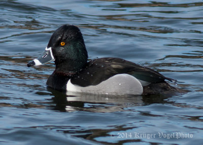 Ring-necked Duck (26)