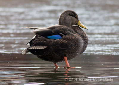 American Black Duck (male)-0276.jpg
