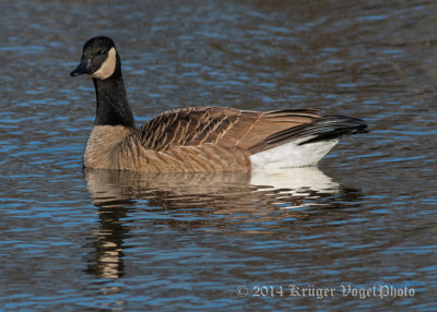 Canada Goose 0222.jpg
