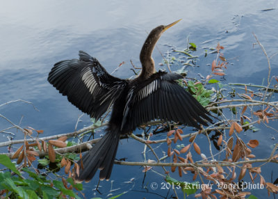 Anhinga (12)