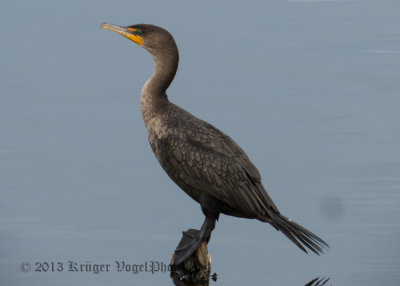Double-crested Cormorant (14)