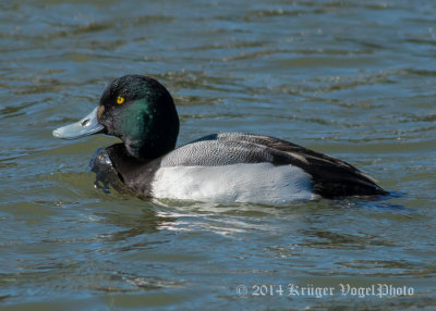Greater Scaup (male) 1105.jpg