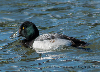 Greater Scaup (male) 1144.jpg