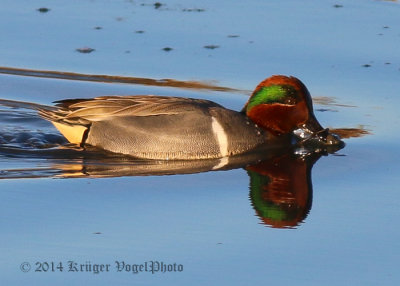 Green-winged Teal (11)