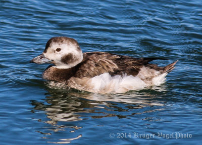 Long-tailed Duck (female) 1356.jpg