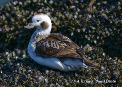 Long-tailed Duck (female) 1429.jpg