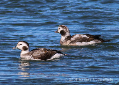 Long-tailed Duck (female & young male) 1588.jpg