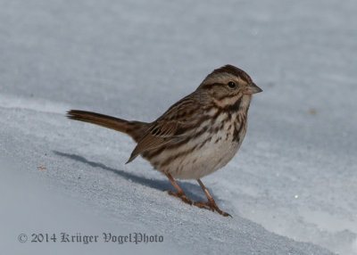 Song Sparrow (6)