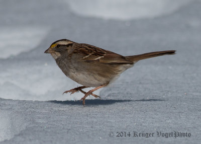 White-throated Sparrow 1030.jpg