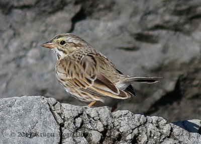 Savannah Sparrow Ipswich 1533.jpg