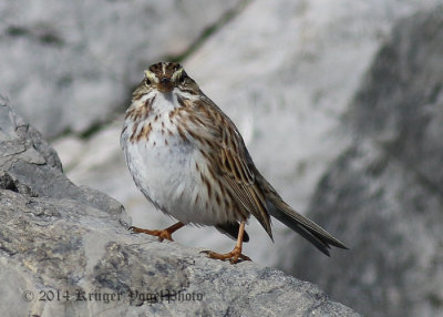 Savannah Sparrow Ipswich 1538.jpg