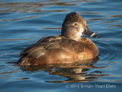 Ring-necked Duck (female) 0096.jpg