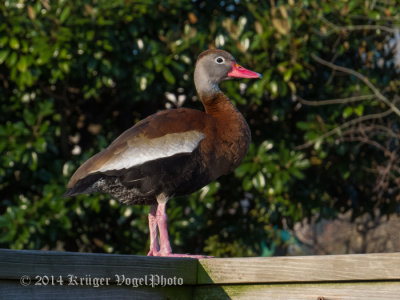Black-bellied Whistling Duck (3)