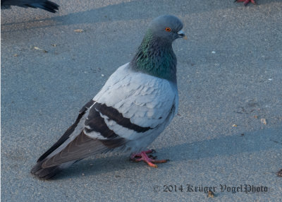 Rock Pigeon (6)