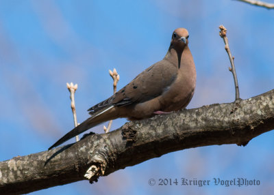Mourning Dove (3)