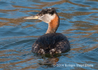 Red-necked Grebe (9)