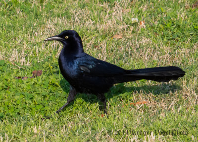 Great-tailed Grackle (5)