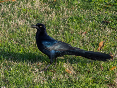 Great-tailed Grackle (male) 0167.jpg