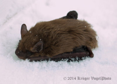 Big Brown Bat 1731.jpg