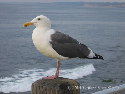 Western Gull (8)