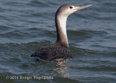 Grebes & Loons