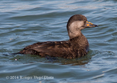 Black Scoter (female) 1965.jpg