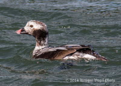 Long-tailed Duck (juvenile male) 2179.jpg