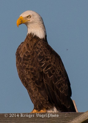 Bald Eagle (30+)