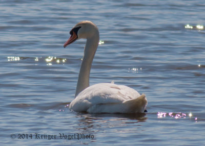 Mute Swan 2252.jpg