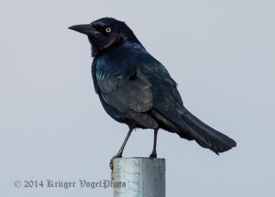 Common Grackle (male) 2198.jpg