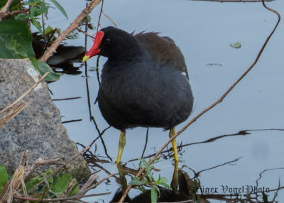 Common Gallinule 2707.jpg