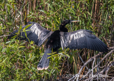 Anhinga (male) 3344.jpg