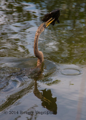 Anhinga( female) 3460.jpg